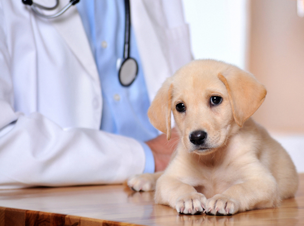 Springfield, Albany, Salem, Kaiser, Marion County, OR Pet Clinic Insurance